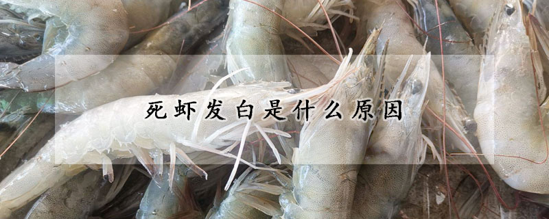 死虾变白是什么原因？(死虾为什么变白色了)