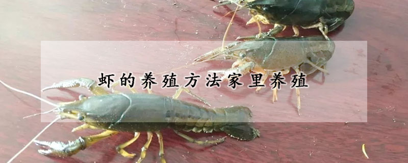 如何在家养虾(虾怎样养殖)