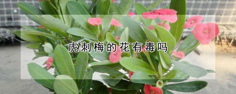 虎刺梅的花有毒吗(虎刺梅的花有毒吗图片)