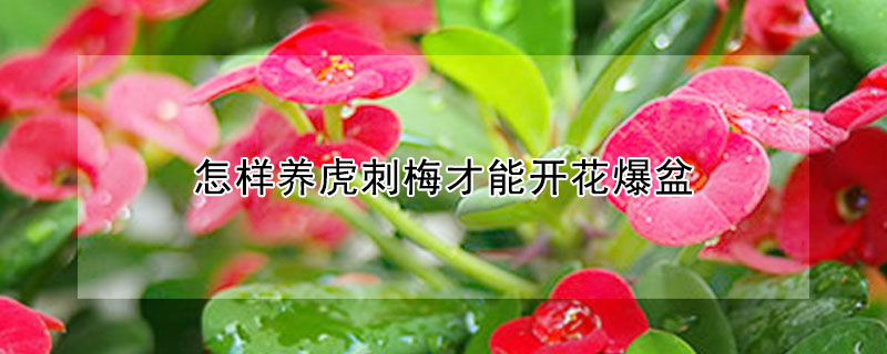 怎样养虎刺梅才能开花爆盆(虎刺梅会开花吗)