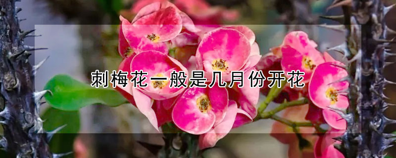 刺梅花一般是几月份开花(刺梅花的花期是什么时候)