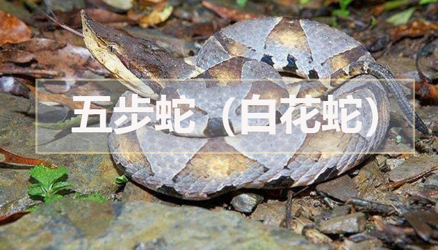 五步蛇（白花蛇）(五步蛇种类图片)