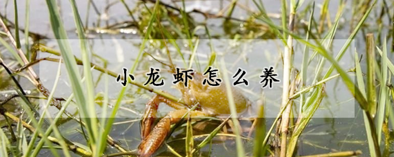 小龙虾怎么养(小龙虾怎么养殖产量高)