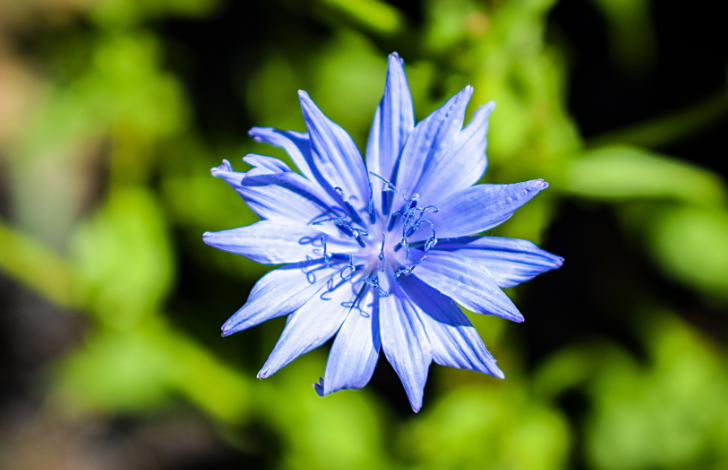 矢车菊的花语是什么？(矢车菊的花语是什么)