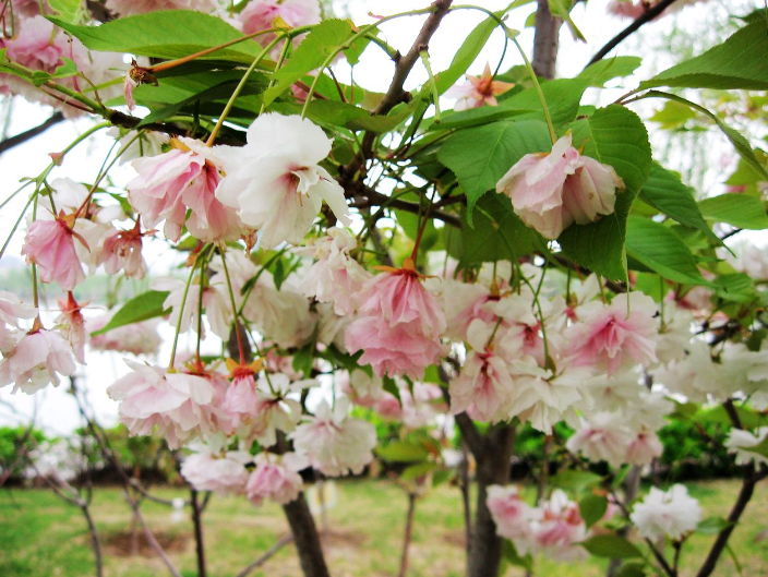 垂丝海棠花语寓意(形容垂丝海棠花花语)