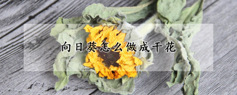 向日葵怎么做成干花(向日葵怎么做成干花视频)