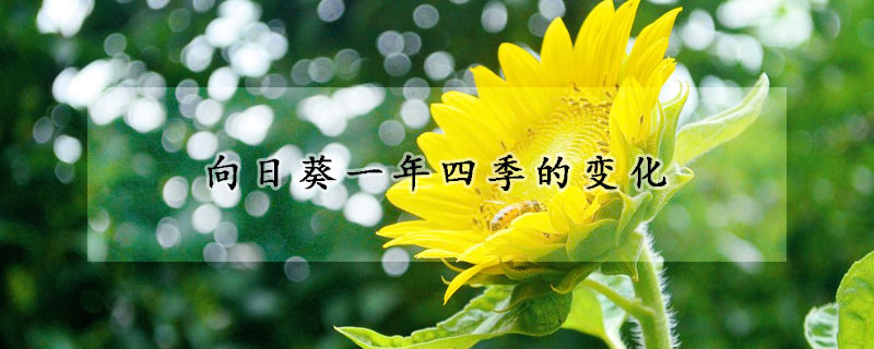 向日葵一年四季的变化(向日葵一年四季的样子)