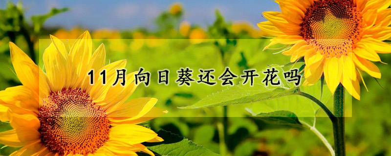 11月向日葵还会开花吗(向日葵会开花结果吗)