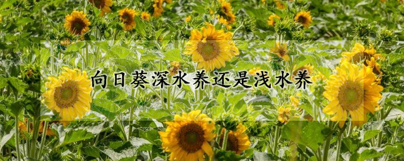 向日葵深水养还是浅水养(向日葵适合深养还是浅养)