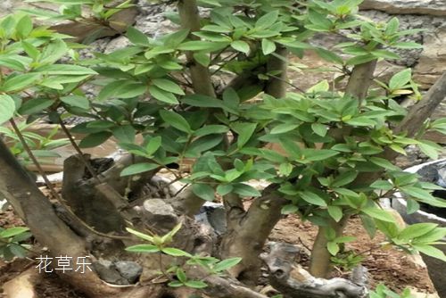 自己种了四年的杜鹃花盆景，只有花蕾没有花。 挂针可以解决吗(映山红可以盆栽吗)