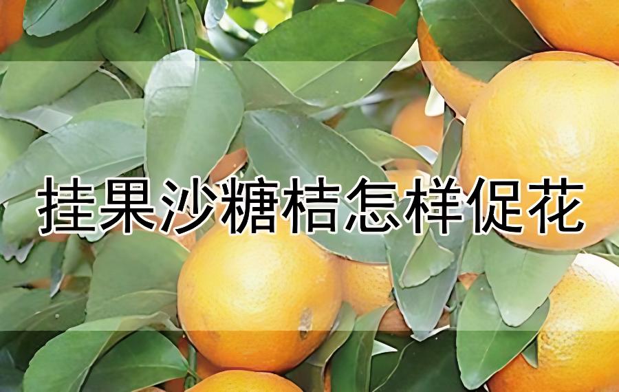 挂果沙糖桔怎样促花(沙糖桔提前开花方法)