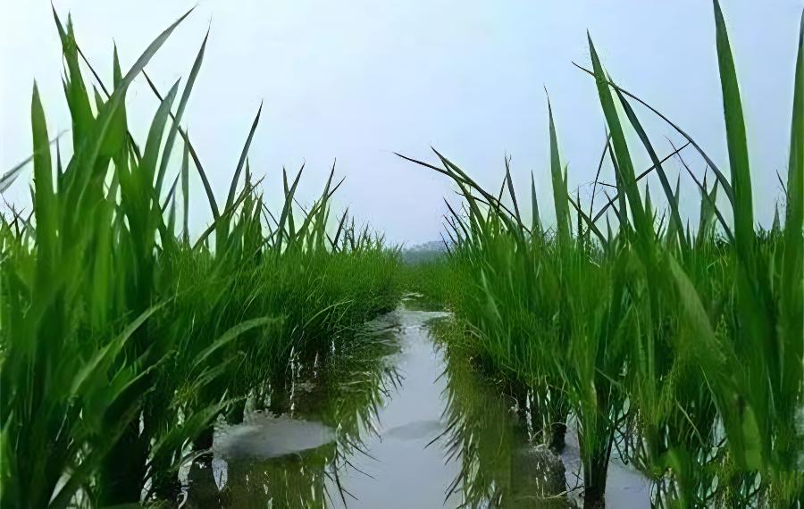 水稻分蘖期水肥管理特点，水稻分蘖期的管理要点(水稻分蘖期水分管理的三个原则)