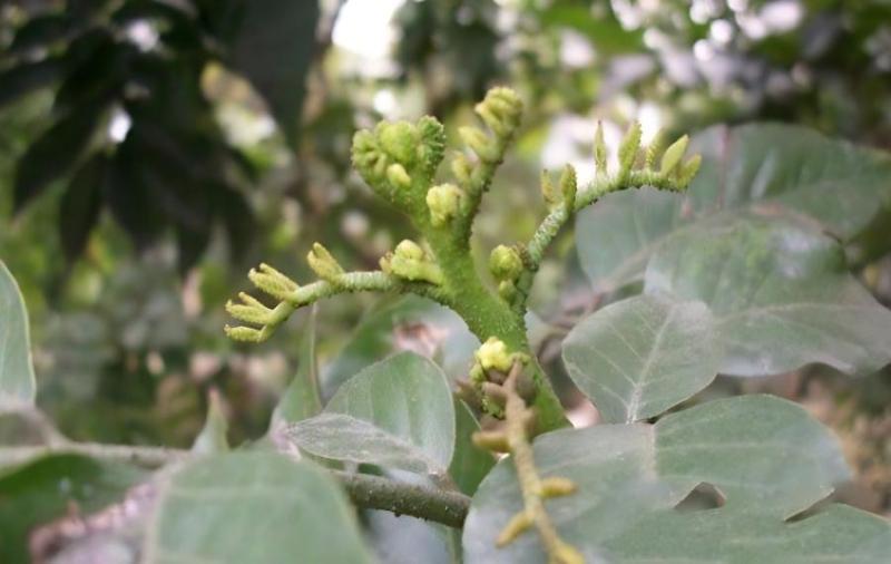 黄皮树花芽分化时间，黄皮树如何促进花芽分化？(无核黄皮花芽什么时候分化)