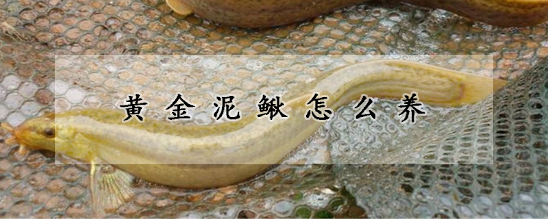 黄金泥鳅怎么养(黄金泥鳅怎么养不褪色)